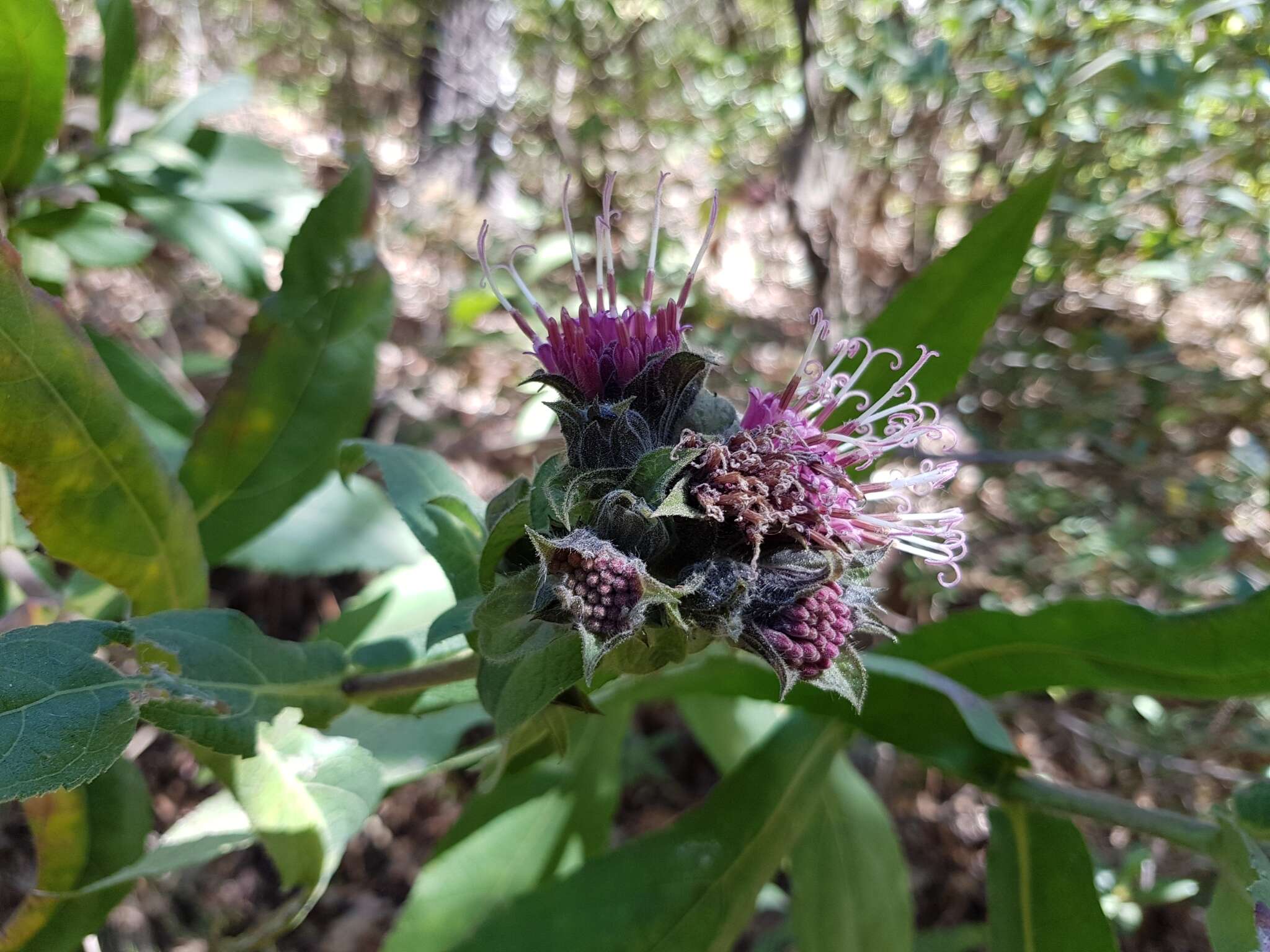 Image of Lagascea helianthifolia Kunth