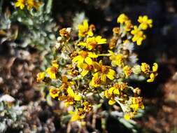 Image of Senecio carnerensis Greenm. ex Greenm.