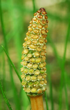 Image of field horsetail