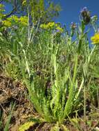 Image of Cypress Spurge