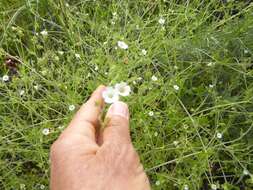 Pholistoma racemosum (Nutt. ex A. Gray) Constance resmi