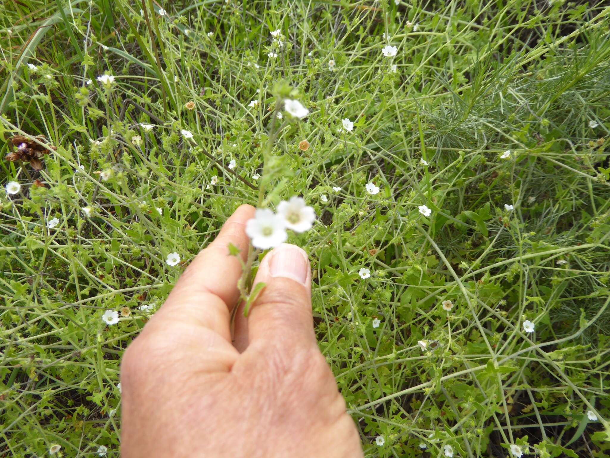 Image of racemed fiestaflower