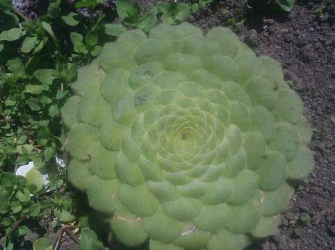 Imagem de Aeonium tabuliforme