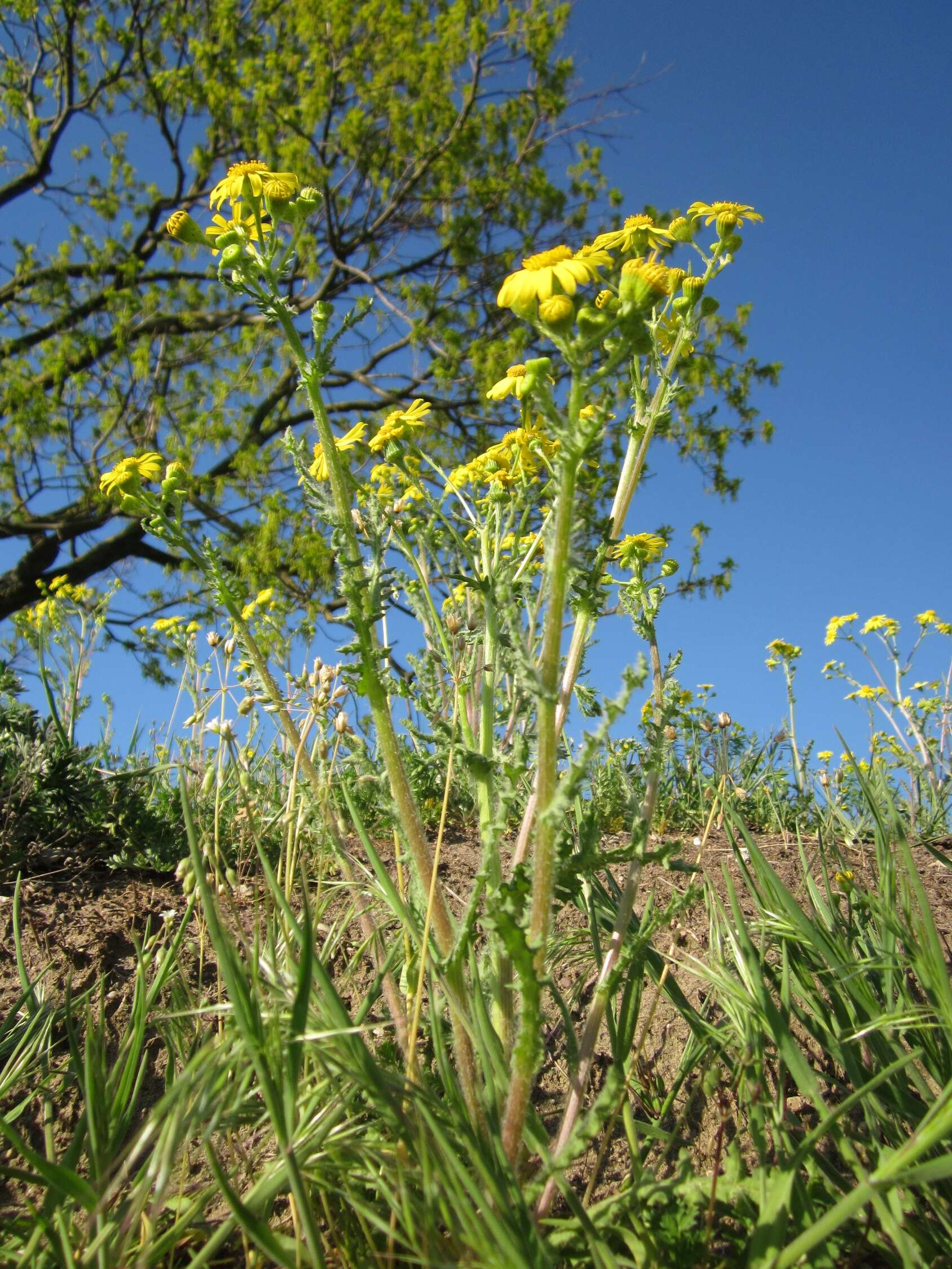 Image of eastern groundsel