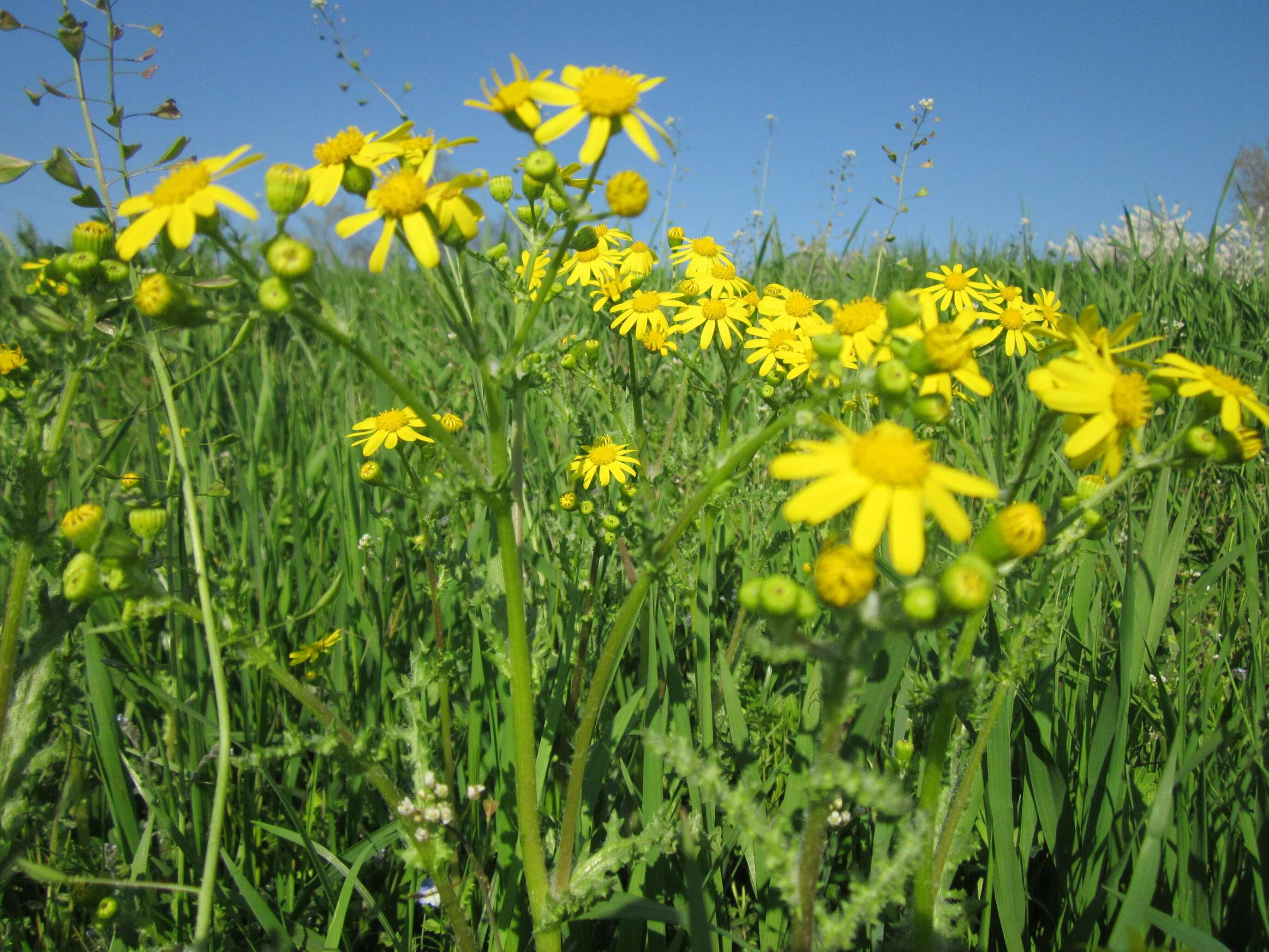 Image of eastern groundsel