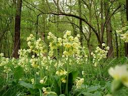 Image of oxlip