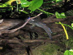 Image of Atlantic Mudskipper