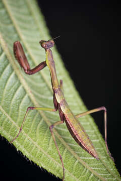 Image de Notomantis