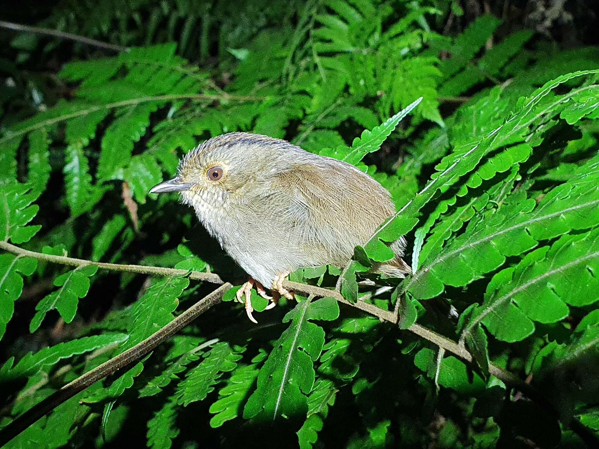 Image of Dusky Fulvetta