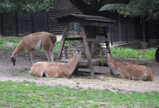 Image of Guanaco