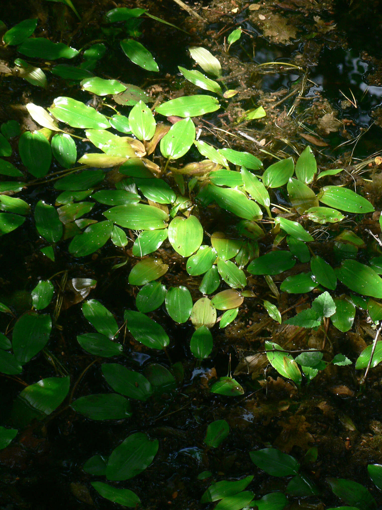 Image of Bog Pondweed