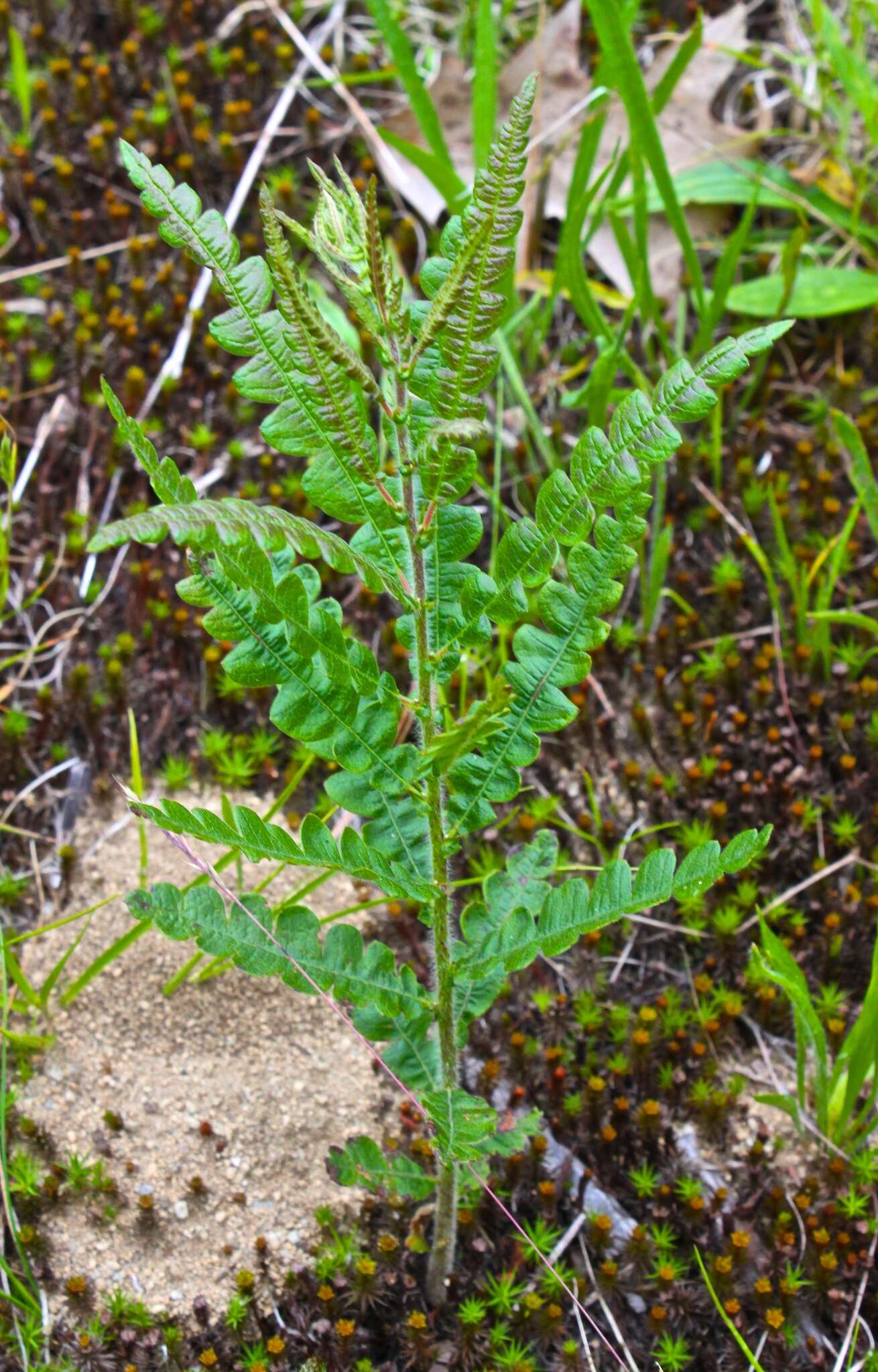 Image of sweet fern