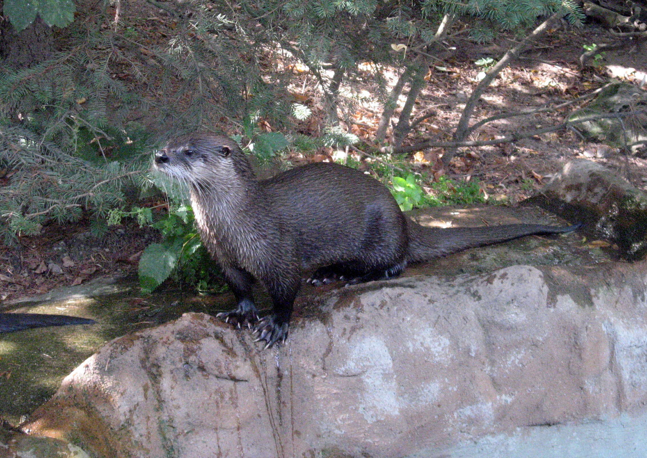 Image of Otter sp.