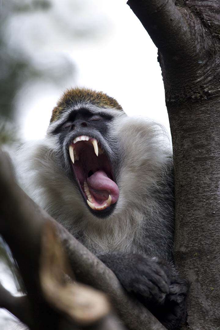 Слика од зелен мајмун
