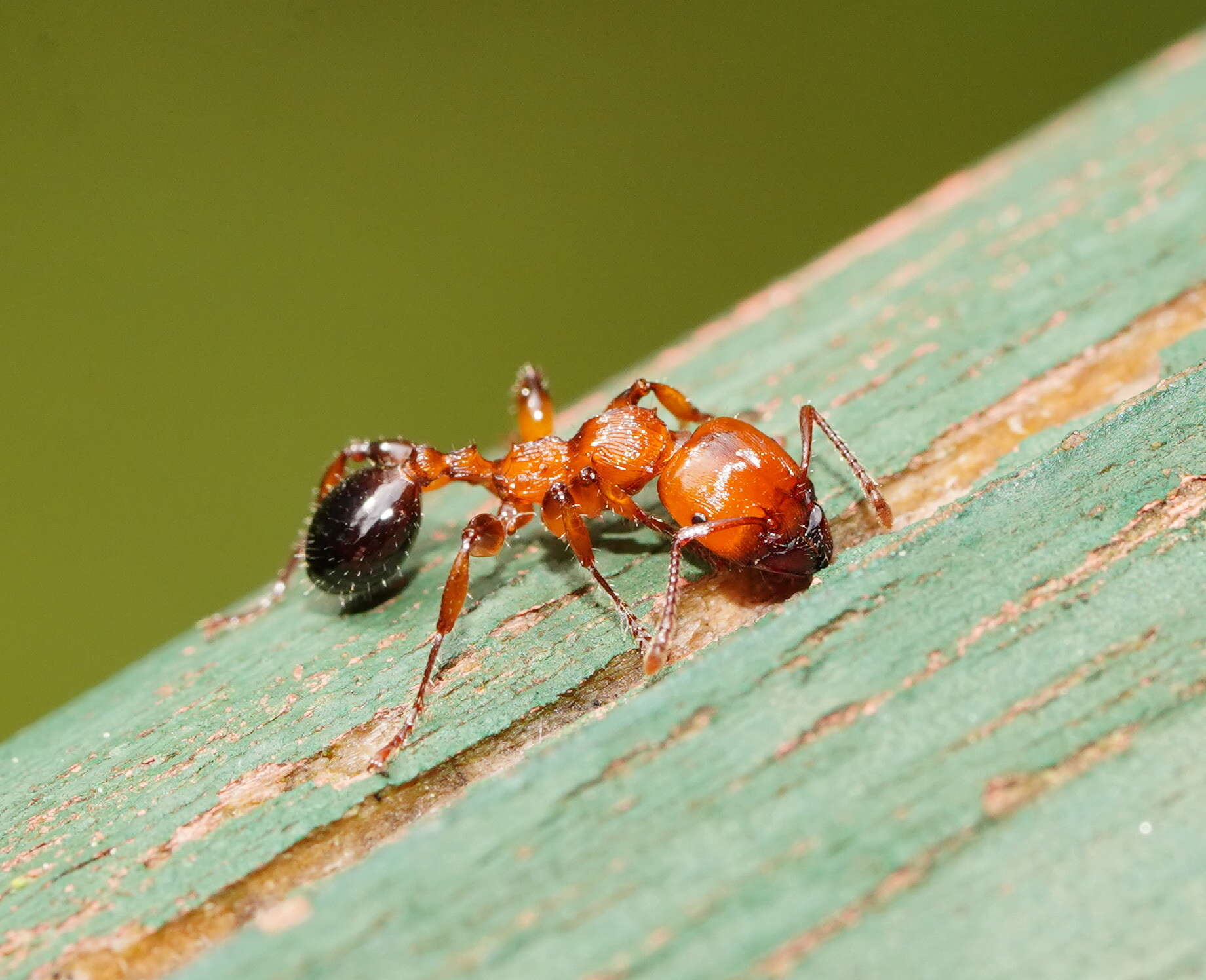 Image of Podomyrma gratiosa (Smith 1858)