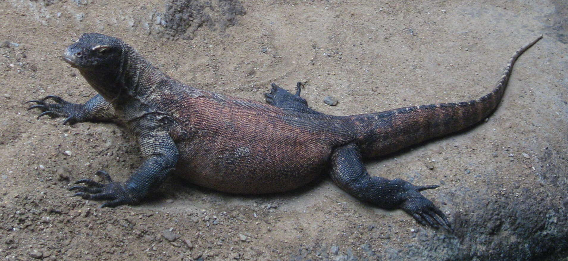 Image of Komodo Dragon