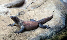 Image of Komodo Dragon