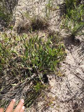 Image of Skiatophytum flaccidifolium Klak