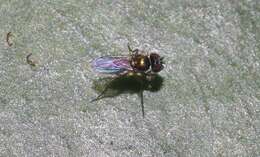 Image of Longlegged fly