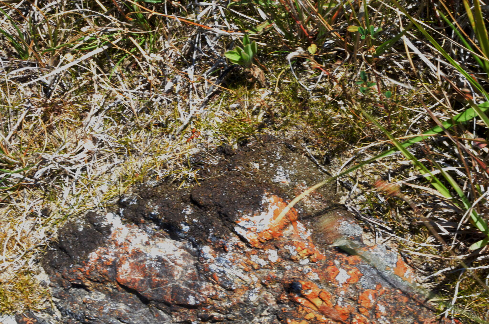 Image of Zoysia minima (Colenso) Zotov