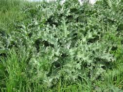 Image of Cotton Thistle