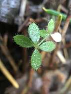 Image of graceful bedstraw