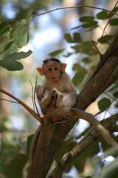 Image of Bonnet Macaque