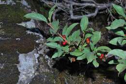 Lonicera heterophylla Decne. resmi