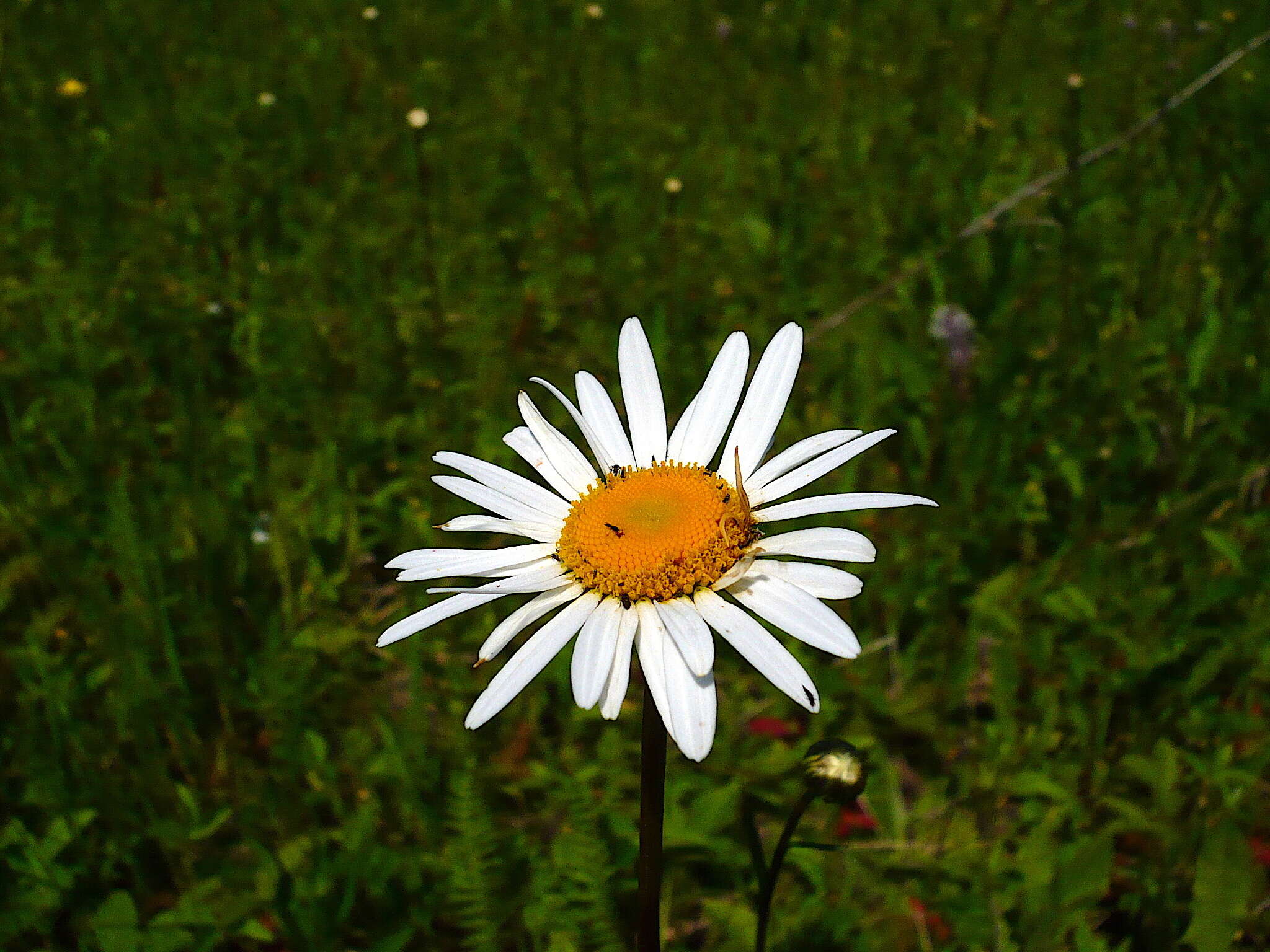 صورة Leucanthemum ircutianum (Turcz.) DC.