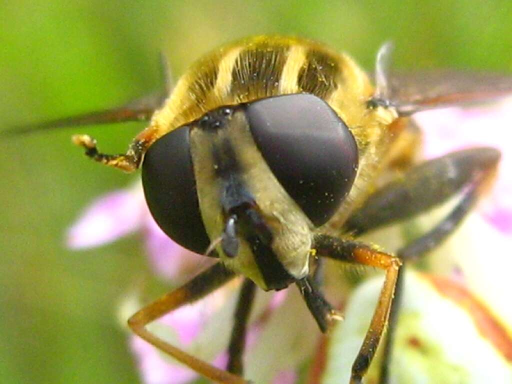 Image of Marsh Hoverfly