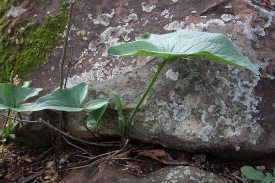 Sivun <i>Stylochaeton natalensis</i> kuva