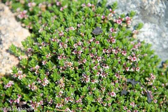 Image of black saltwort