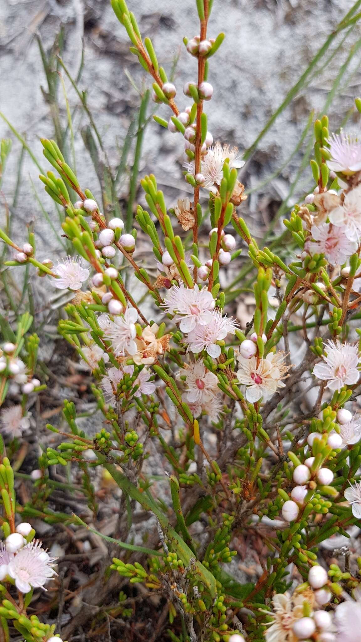 Hypocalymma strictum Schau. resmi