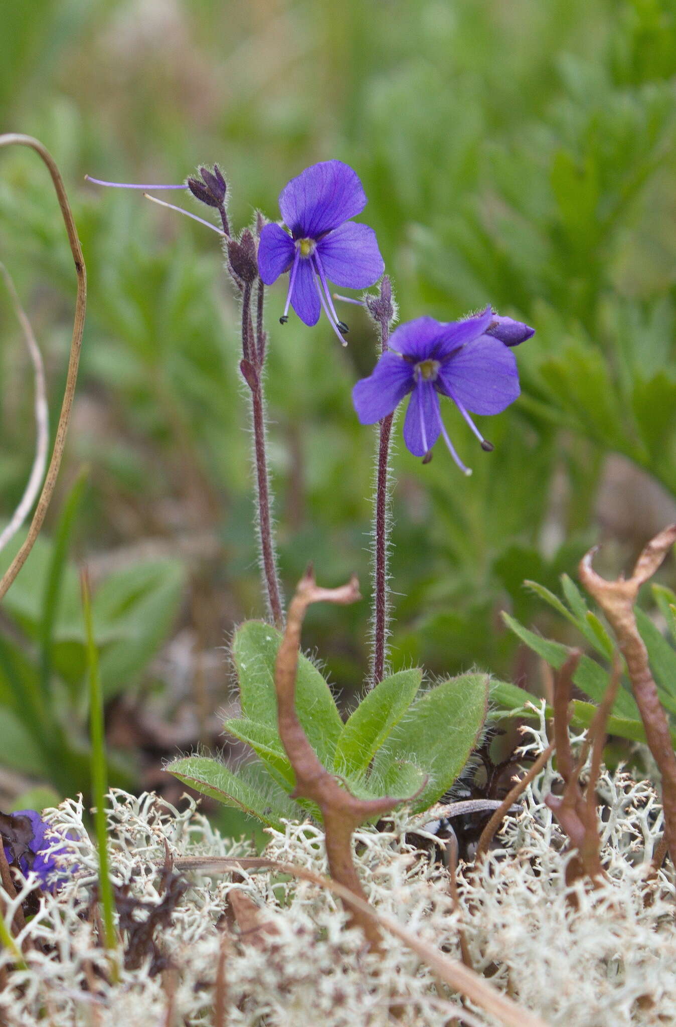 Image of largeflower speedwell