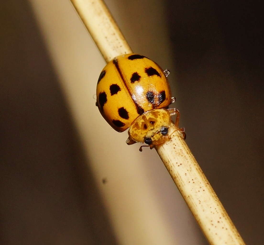 Image of Lady beetle