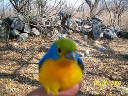 Image of Orange-breasted Bunting