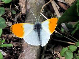 Image of orange tip