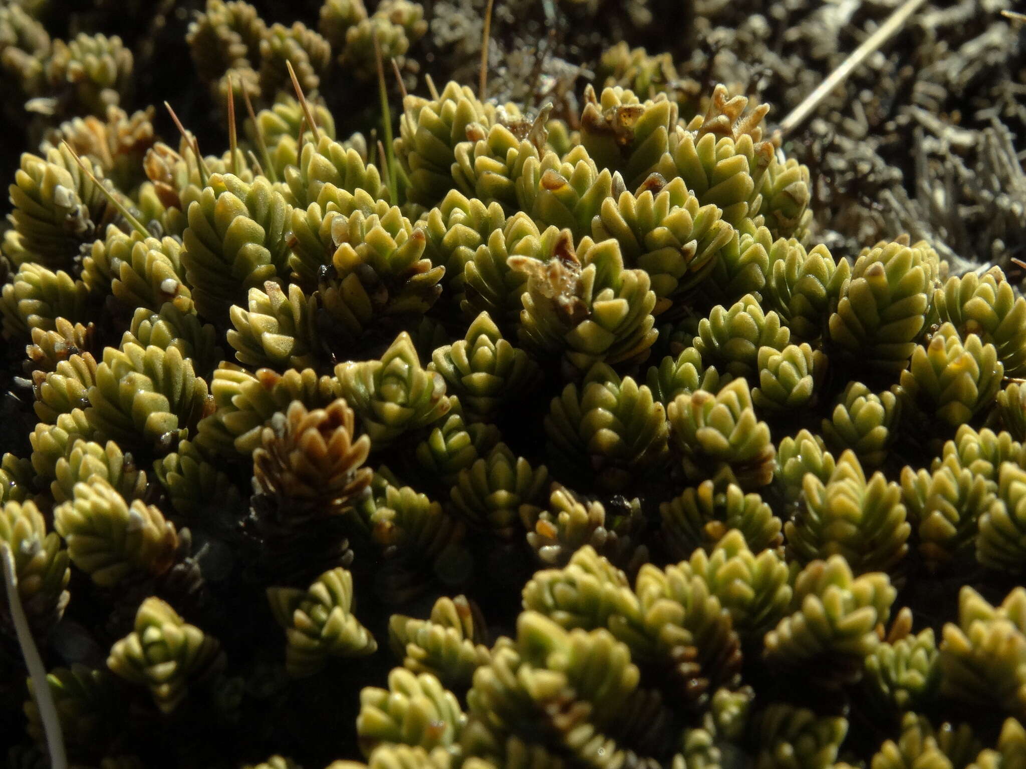 Image of Veronica densifolia F. Muell.