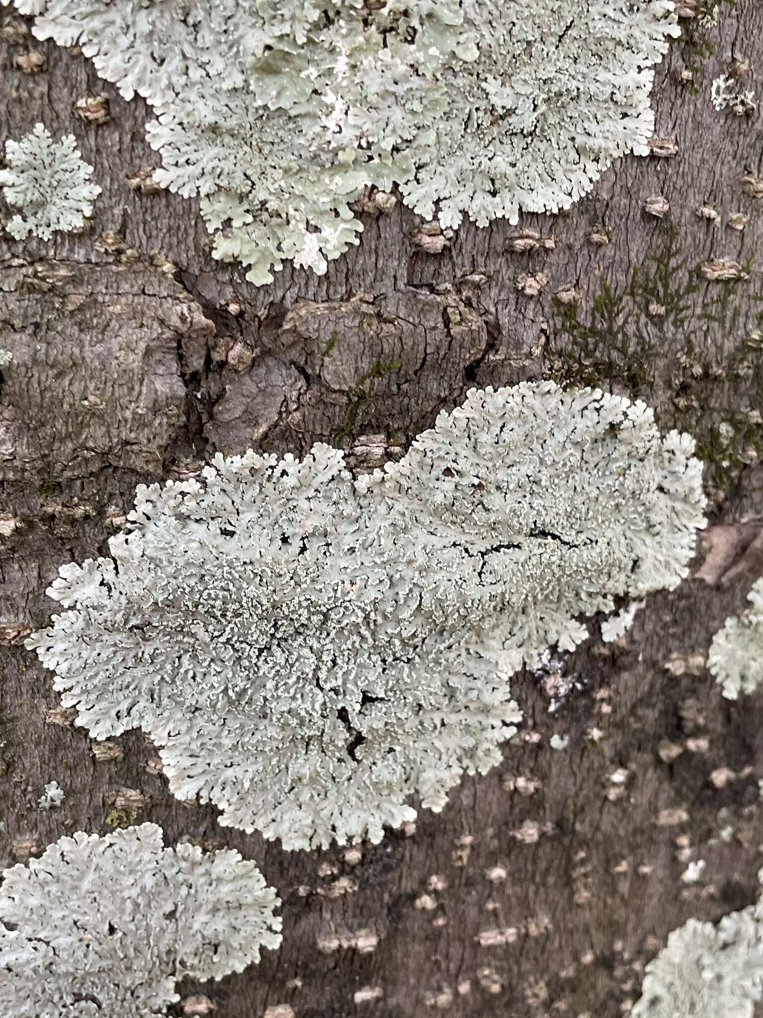 Image of shield lichen