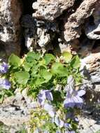 Image of Campanula isophylla Moretti