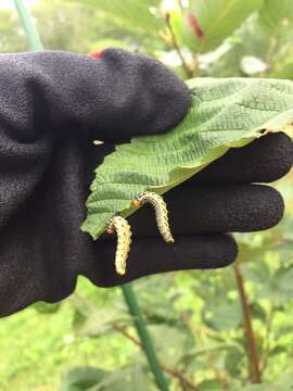 Image of Birch Sawfly