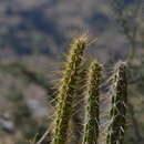 Image of Corryocactus erectus (Backeb.) F. Ritter