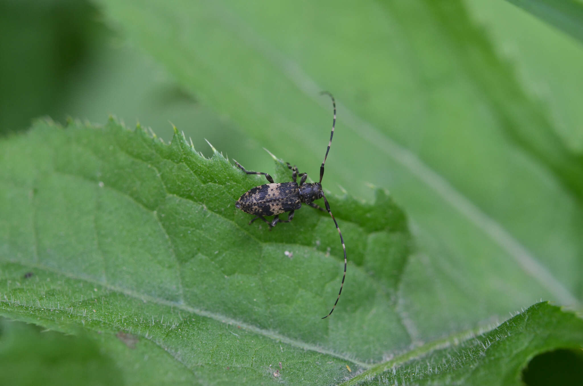 Image of Leiopus linnei Wallin, Nýlander & Kvamme 2009