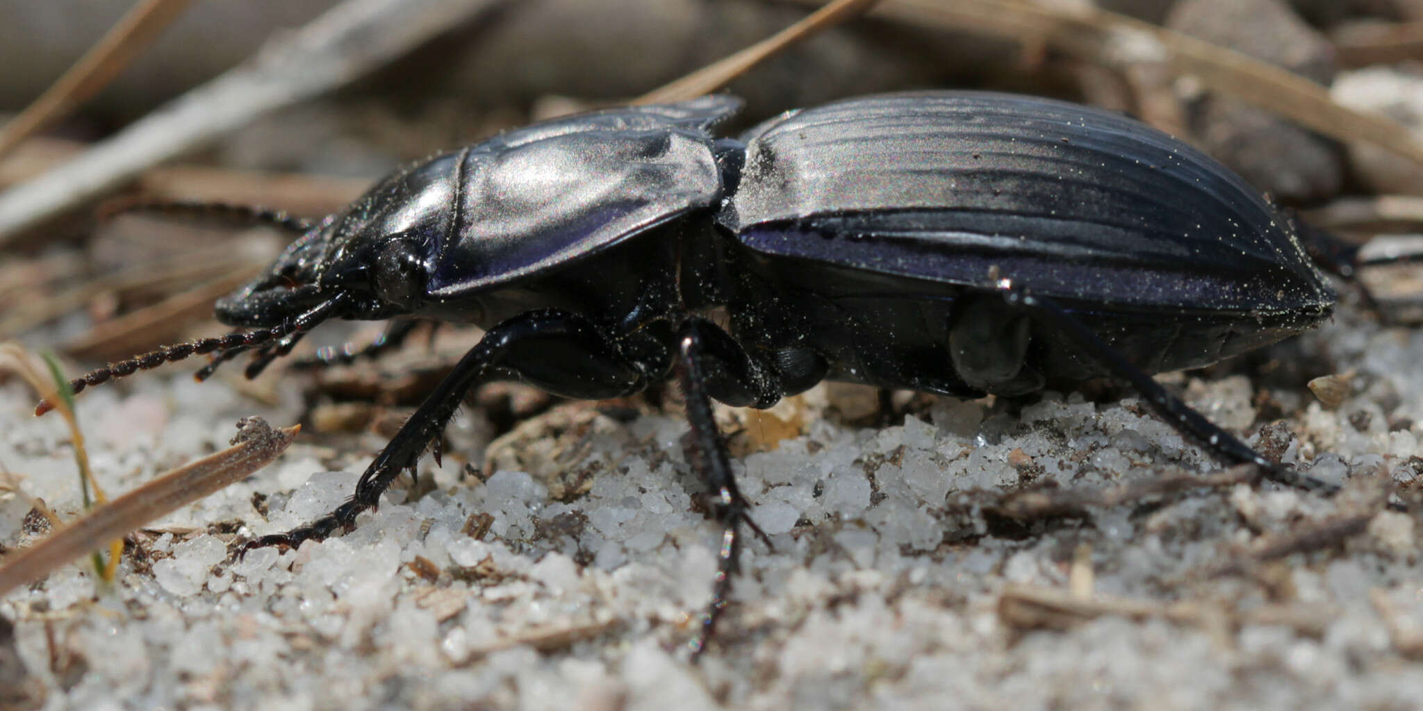 Image of Pasimachus (Pasimachus) marginatus (Fabricius 1787)