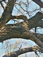 Image of Texas Spiny Lizard