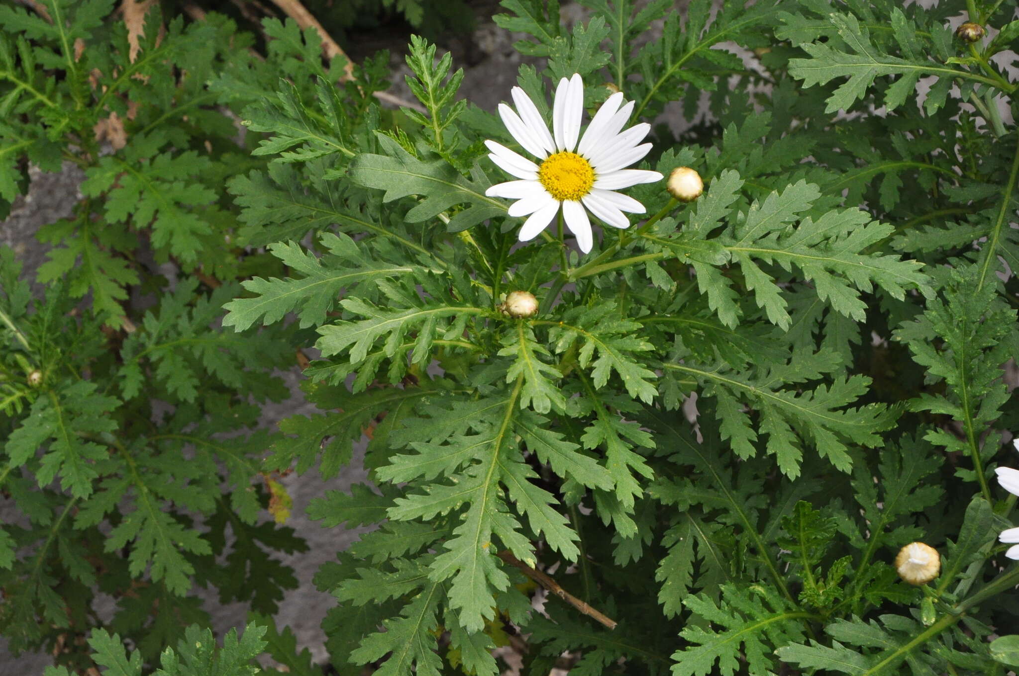 Plancia ëd Argyranthemum broussonetii (Pers.) C. J. Humphries