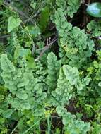 Image of Adiantum chilense var. scabrum (Kaulf.) Hicken