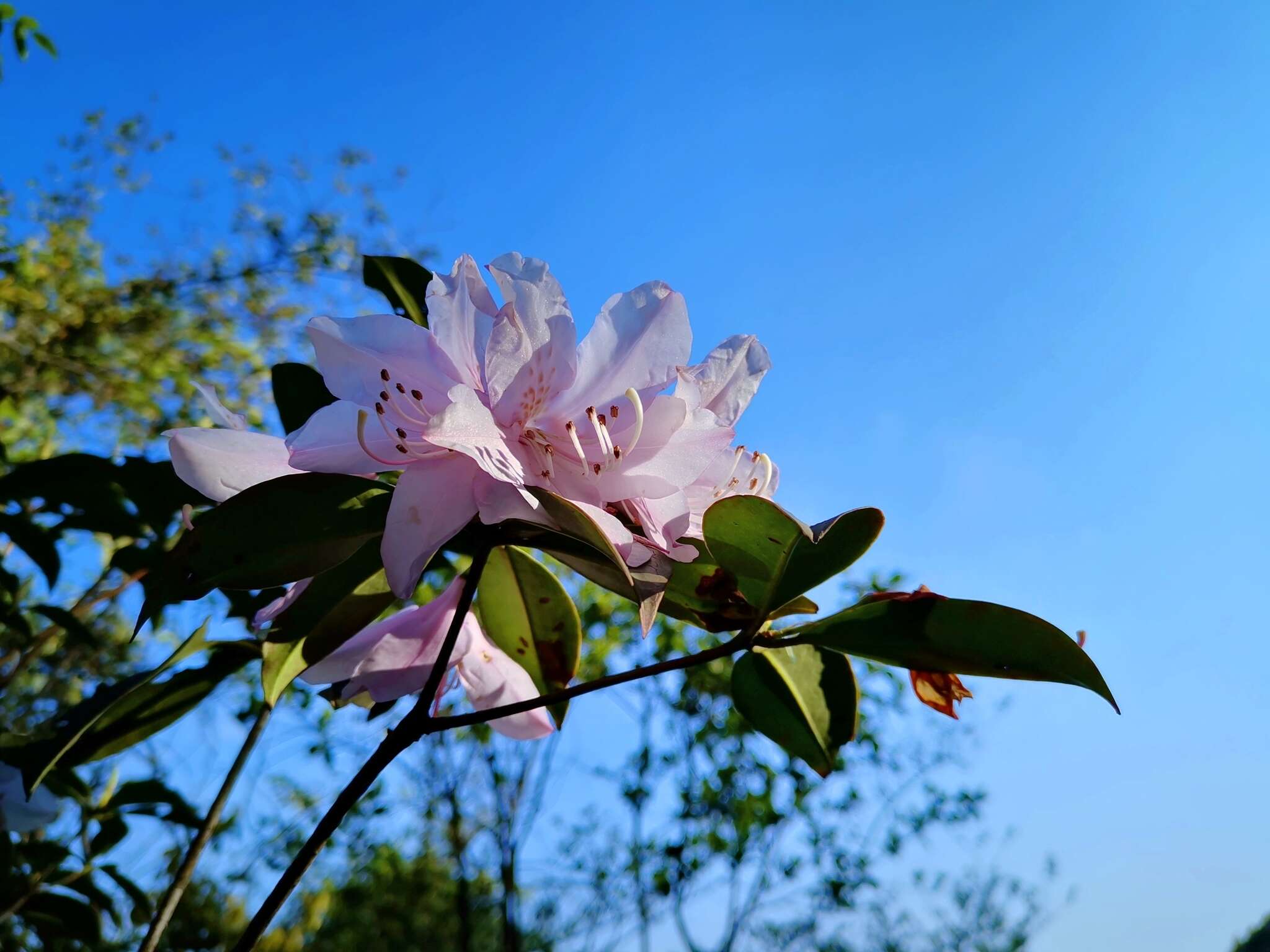 Imagem de Rhododendron ovatum (Lindl.) Planch. ex Maxim.