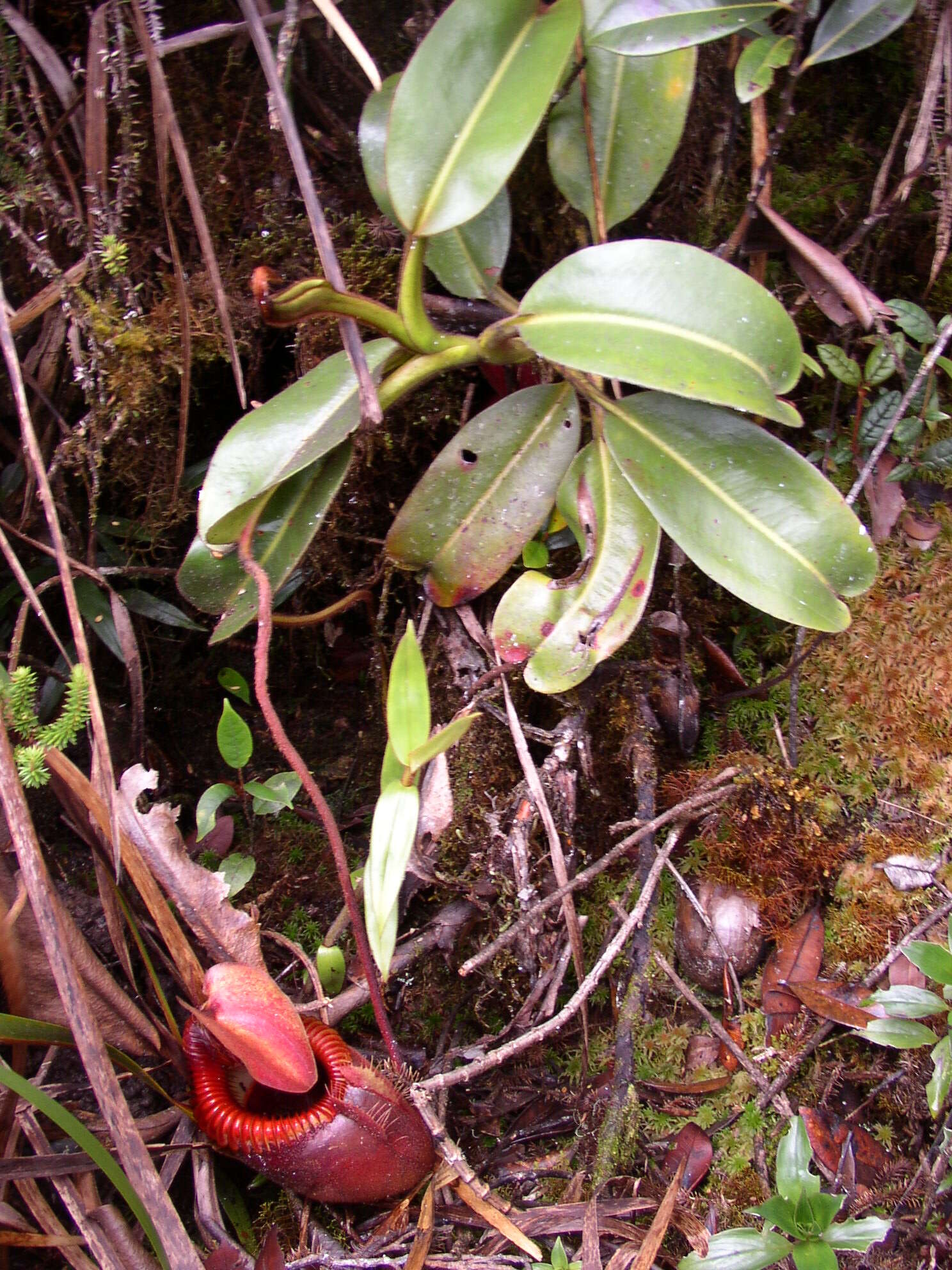 Слика од Nepenthes villosa Hook. fil.