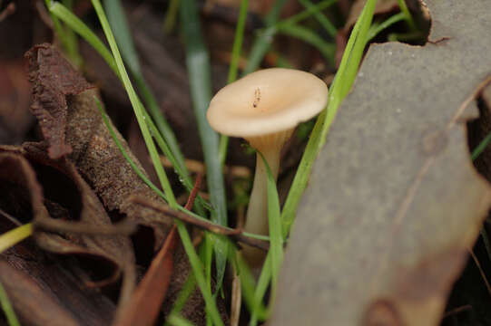 Image of Singerocybe clitocyboides (Cooke & Massee) Zhu L. Yang, J. Qin & Ratkowsky 2014